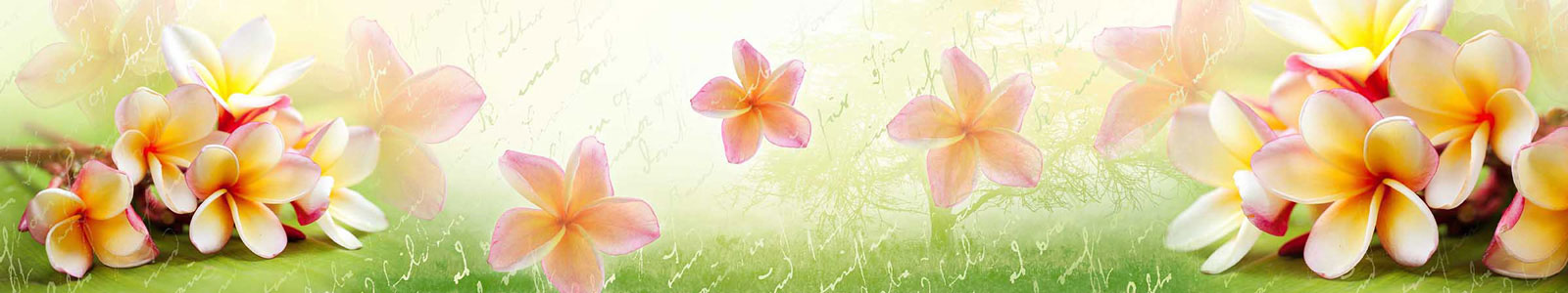 №3476 - Яркая плюмерия (франжипани)