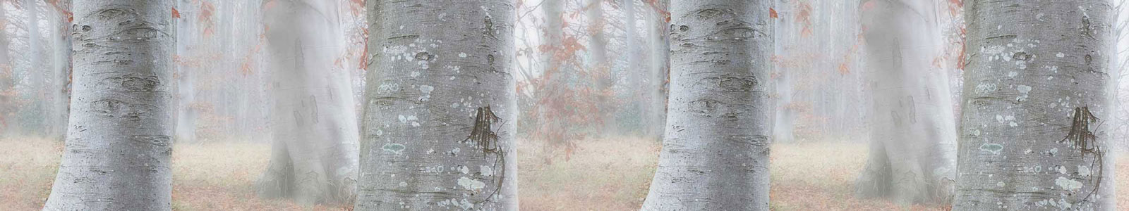 №3527 - Утренний туман в осеннем лесу