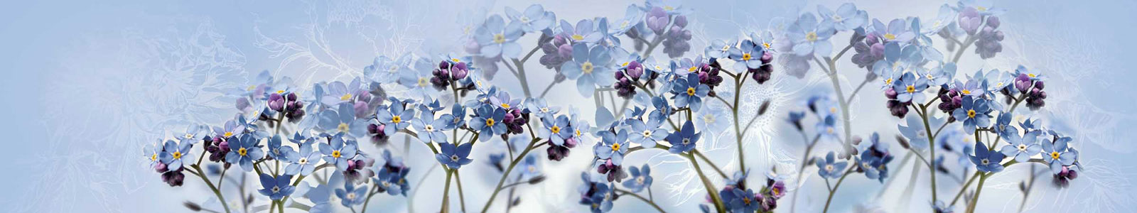 №3638 - Незабудки