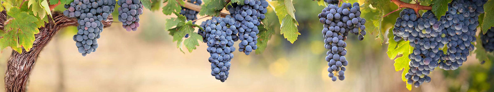 №3696 - Синий виноград в теплом дневном свете