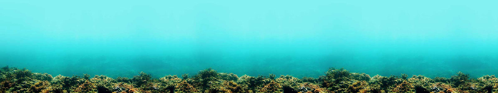 №3726 - Подводная панорама поверхности