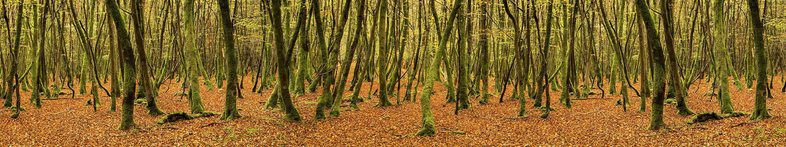 №3790 - Панорама осеннего леса