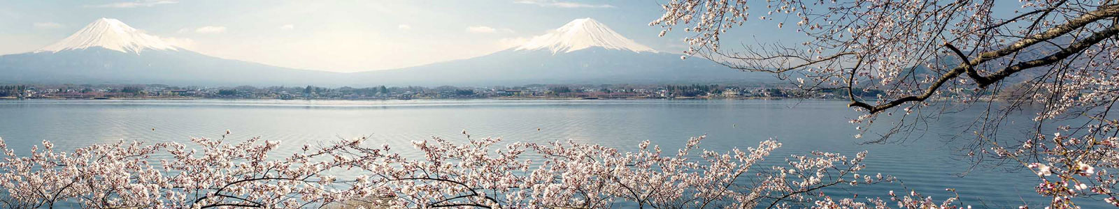 №3844 - Цветение вишни у озера на фоне Фуджи (Фудзияма)