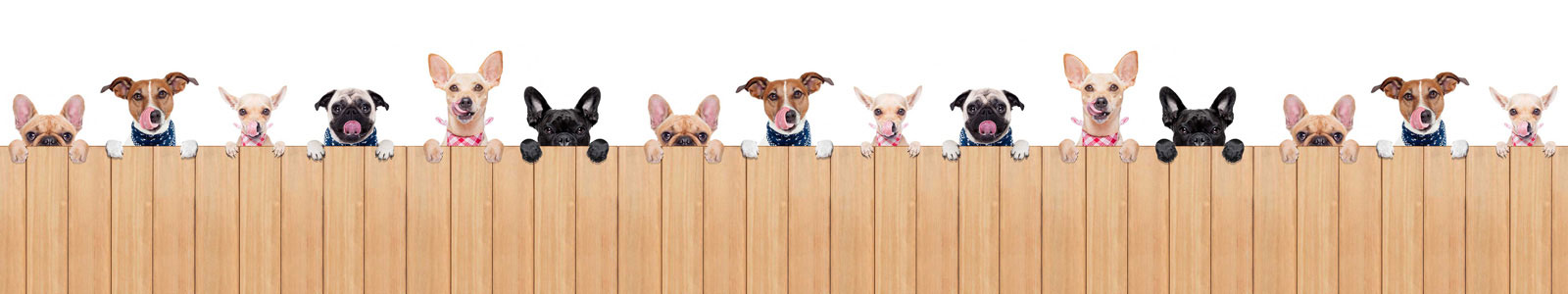 №4169 - Веселые облизывающиеся собачки за деревянным ограждением