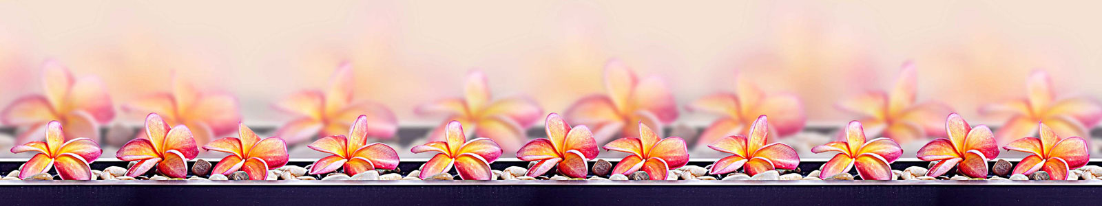 №4293 - Ряд ярких цветов франжипани с камушками