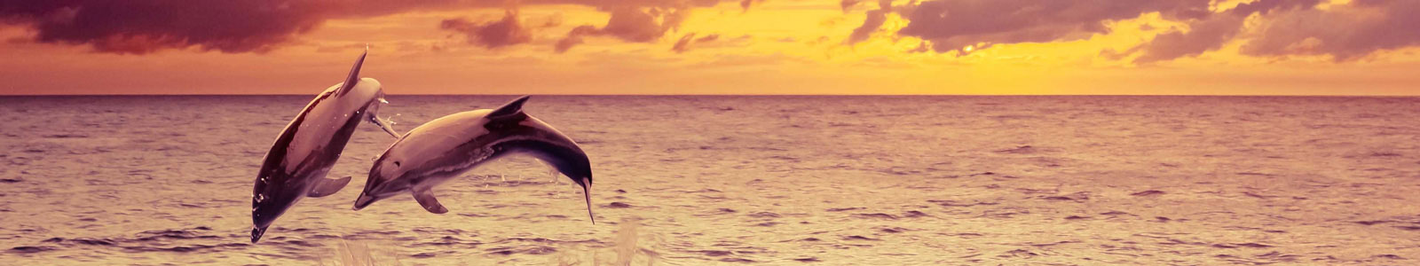 №4345 - Пара дельфинов, романтичный закат, изображение с эффектом рисунка маслом