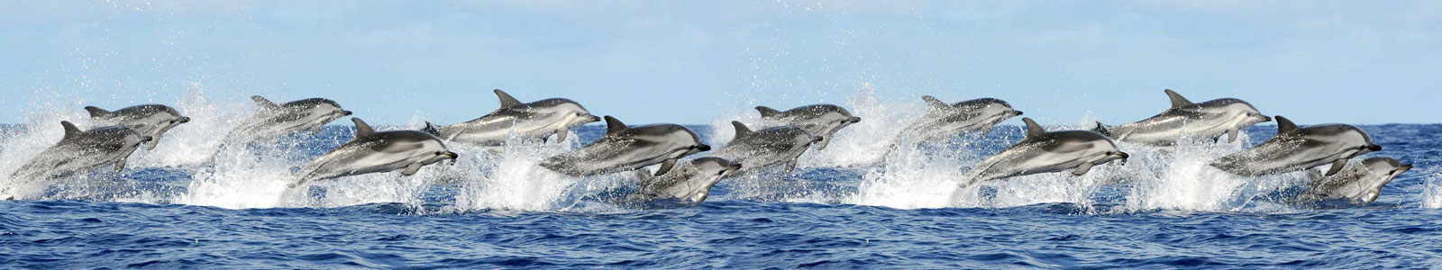 №4346 - Стая прыгающих дельфинов