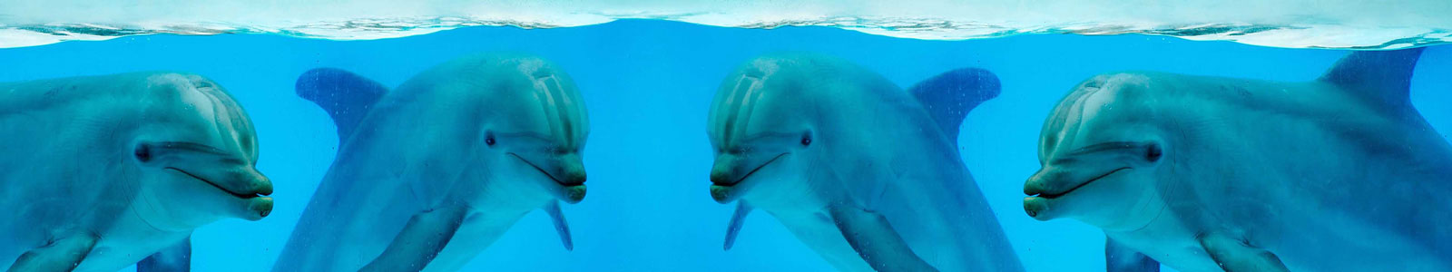 №4348 - Улыбающиеся дельфины