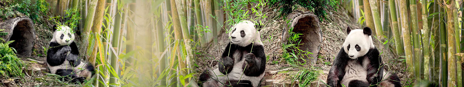 №4367 - Милые панды с веточками бамбука