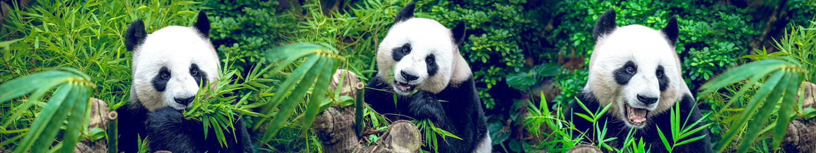 №4368 - Панды кушают листья бамбука