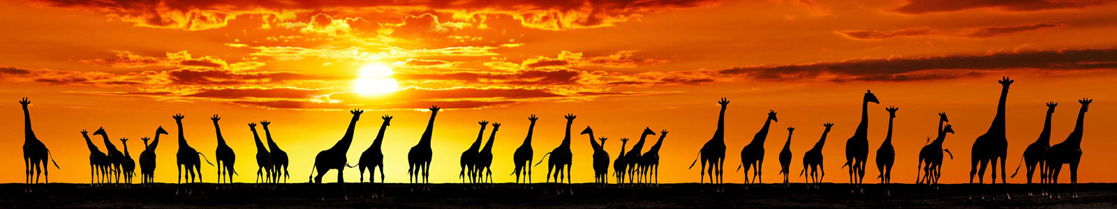 №4381 - Силуэты жирафов на фоне заката солнца