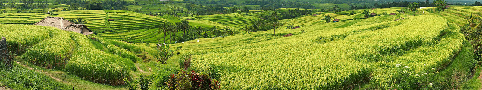 №4424 - Рисовые поля Джатилувих на о.Бали - Всемирное наследие ЮНЕСКО