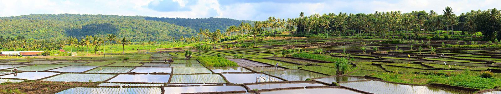 №4427 - Рисовые поля, полные воды, в солнечный день на о.Бали
