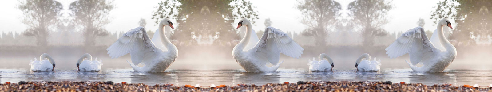 №4469 - Прекрасные лебеди на озере
