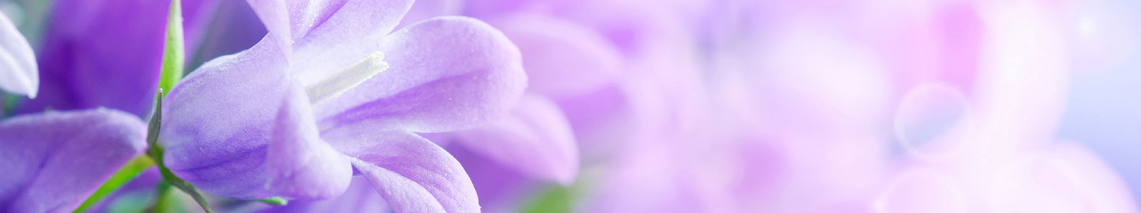№472 - Фиолетовая сирень