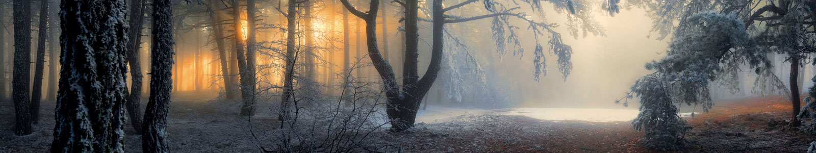 №4875 - Туманный лес на рассвете