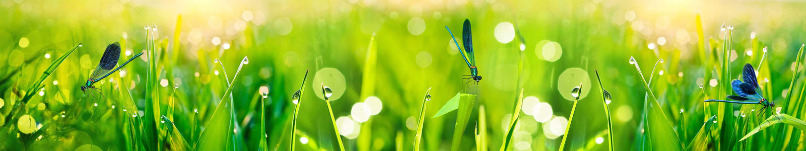 №4920 - Синие стрекозы в утренней траве