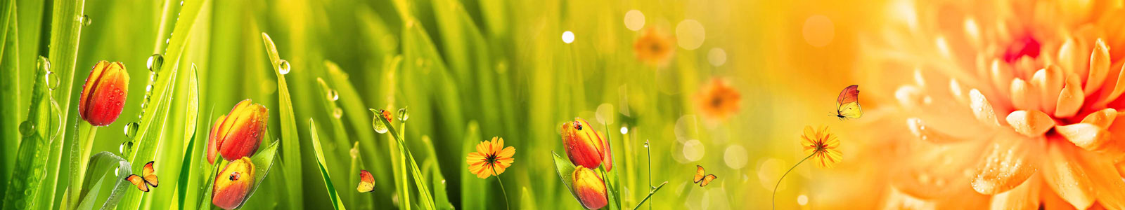 №4976 - Трава с росой, яркие цветы и бабочки