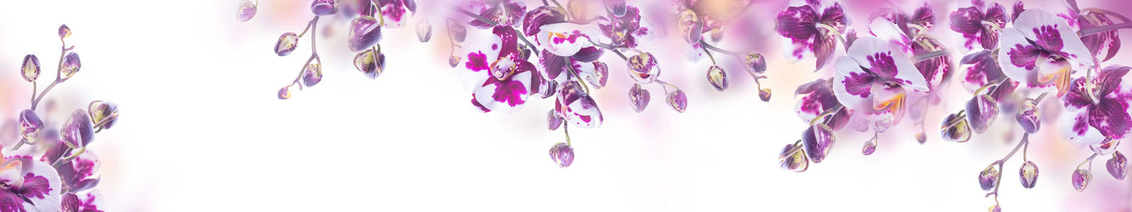 №5103 - Нежные пурпурные орхидеи на белом фоне