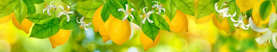 №5203 - Лимоны на ветках