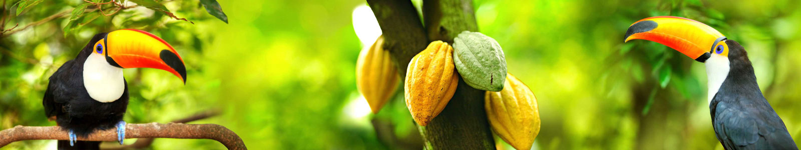 №5291 - Туканы среди какао деревьев