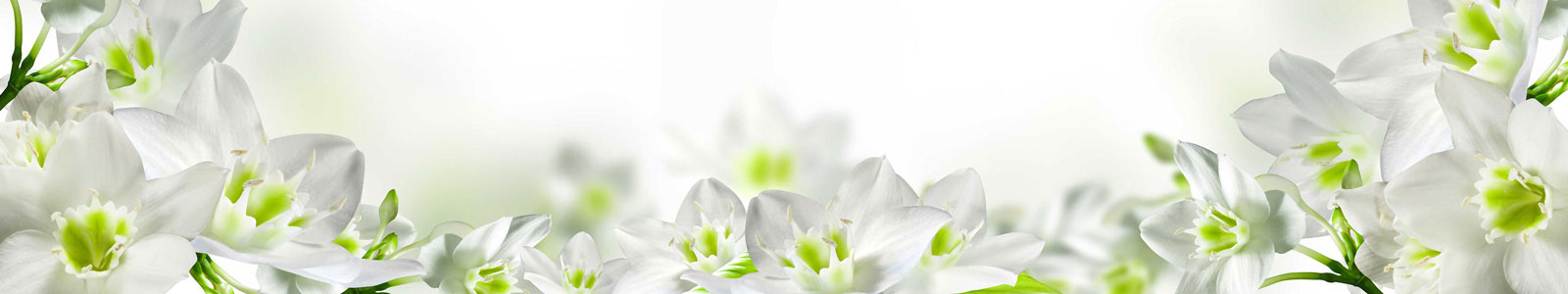 №5675 - Белые цветы Эухариуса (Амазонской лилии) с яркой салатовой сердцевиной на мягком размытом фоне