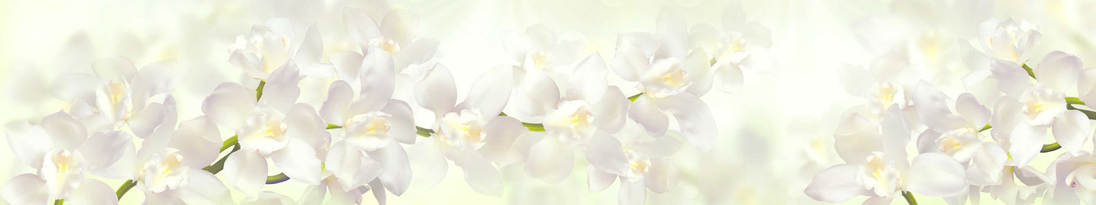 №5694 - Нежные белые орхидея на весеннем фоне
