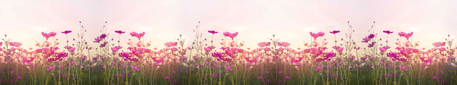 №5706 - Розовые цветы в поле