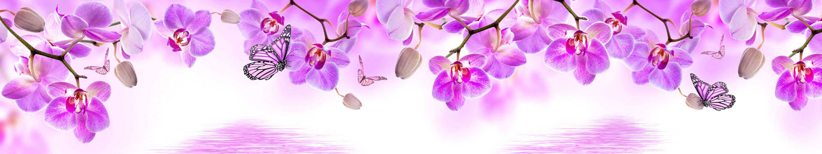 №5896 - Пурпурные орхидеи и бабочки на белом фоне