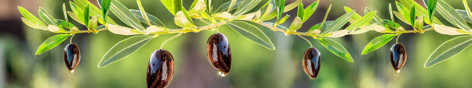 №5989 - Черный оливки на веточках в солнечный день