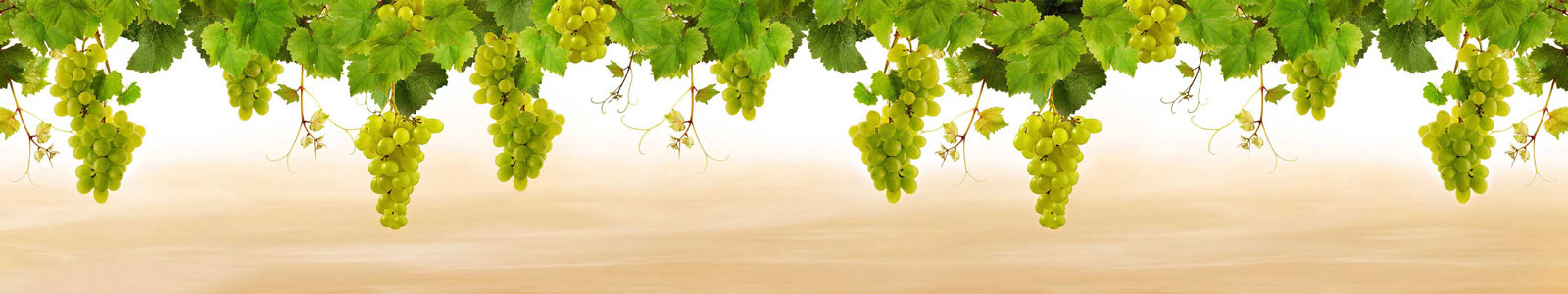 №6095 - Свисающие ветки винограда