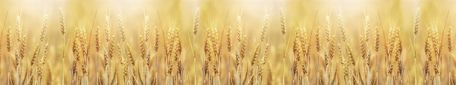 №6146 - Золотистая пшеница