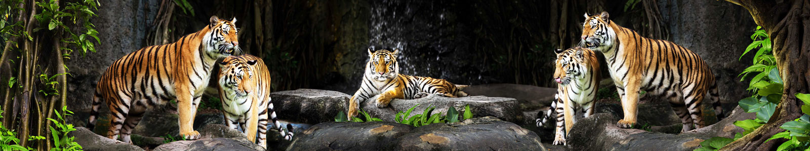 №6147 - Тигры на отдыхе