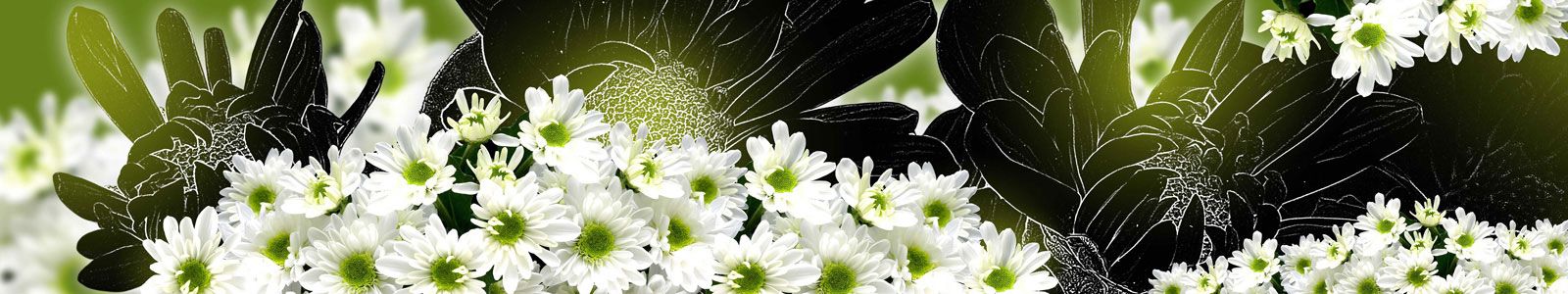 №6215 - Цветы белой хризантемы