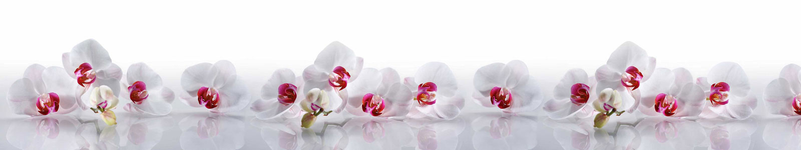 №6225 - Белые орхидеи с отражением