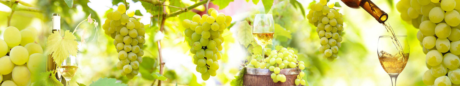 №6242 - Зеленый виноград в солнечный день
