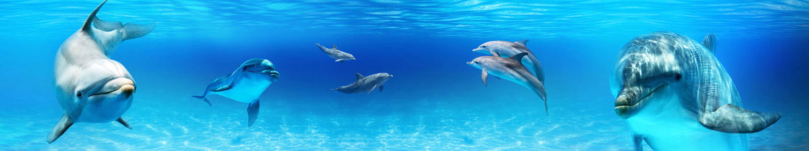 №6294 - Дельфины под водой