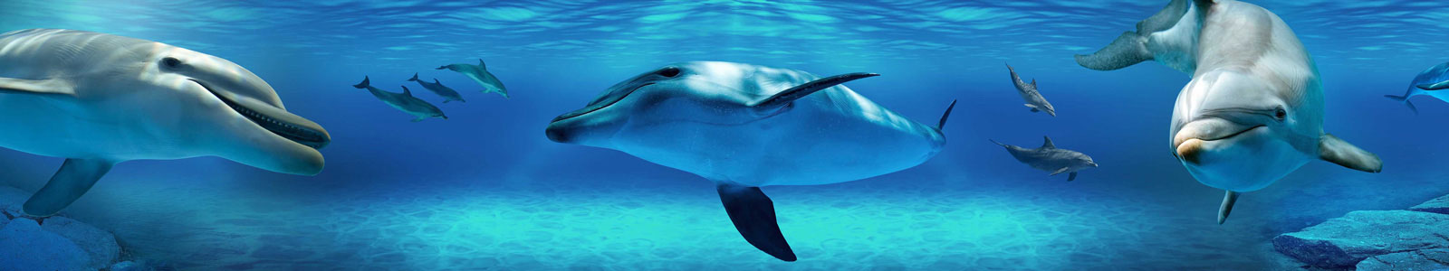 №6295 - Дельфины под водой