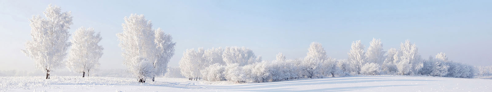 №725 - Прекрасный пейзаж в белом лесу