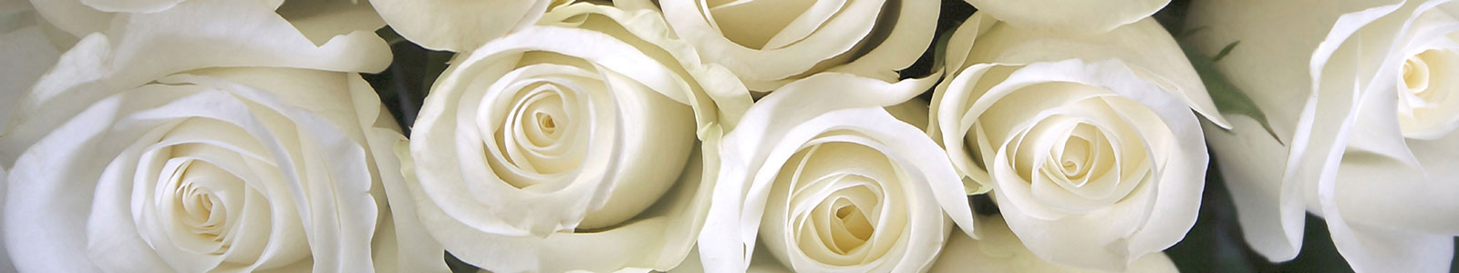 №853 - Просто прекрасные белые розы