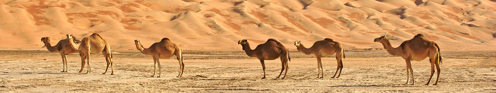 №858 - Верблюды в пустыне