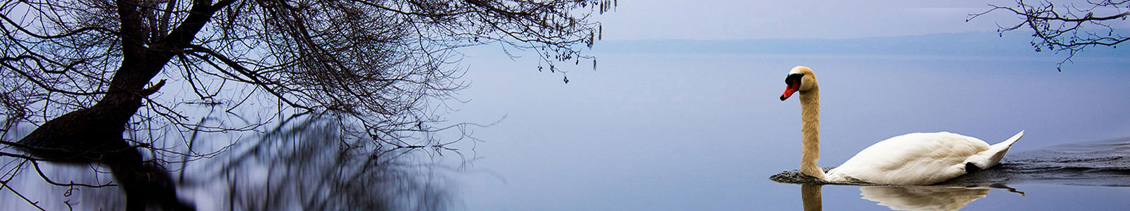 №877 - Одинокий лебедь на озере