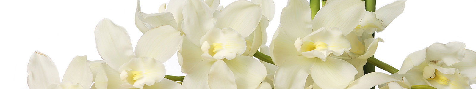 Фартук на кухню белая орхидея