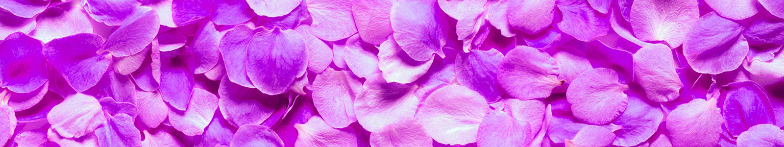 №978 - Фиолетовые лепестки