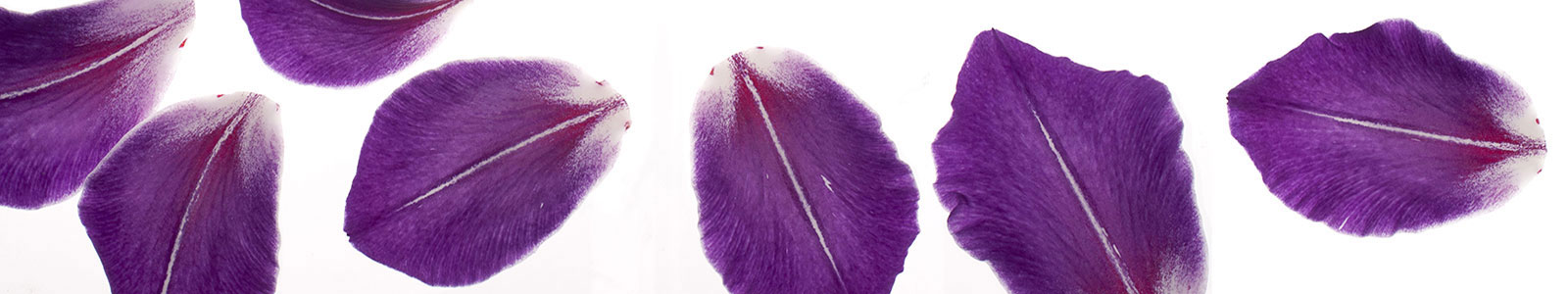 №986 - Фиолетовые лепестки на белом фоне