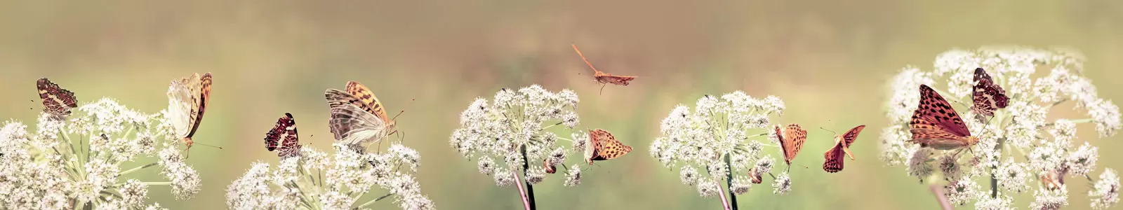 Поле С Бабочками Картинки