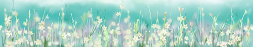 Скинали - Цветочное поле с размытым фоном